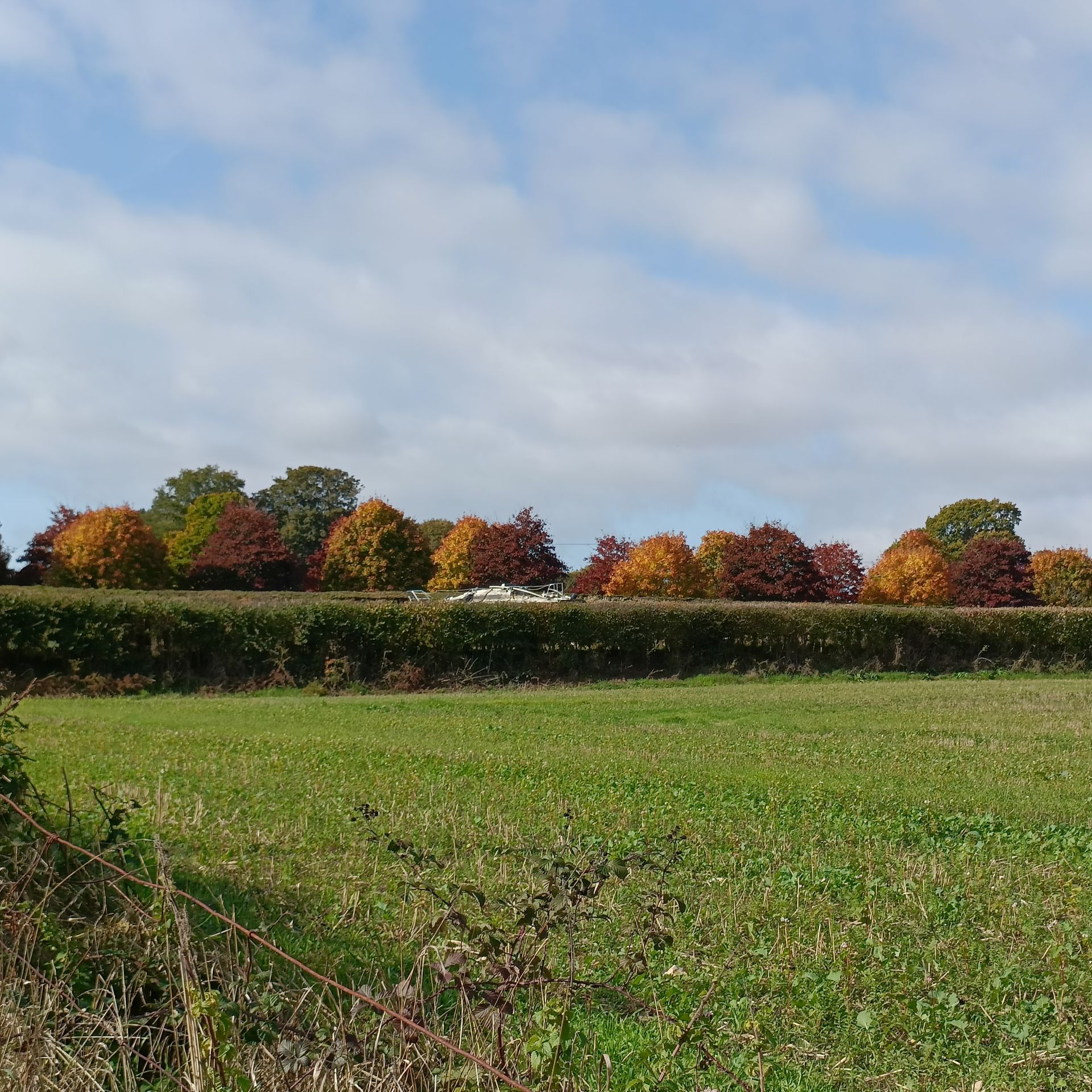 Autumn trees, Pains Hill